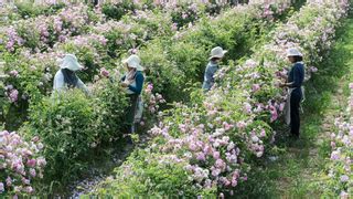 A Walk Through Chanel's Perfumery Gardens in Grasse, France